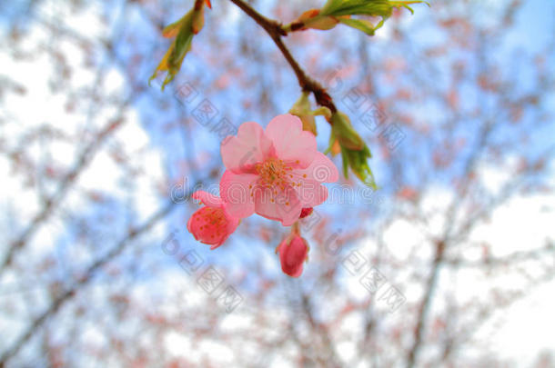 樱花（卡瓦祖樱桃）