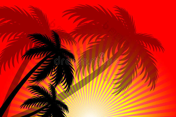 背景椰子椰子树假日夏天