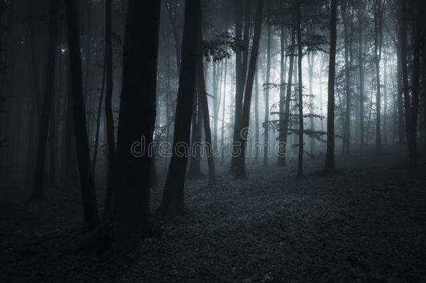 夜晚的黑暗森林
