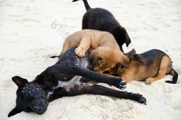 狗在沙滩上喂可爱的小狗