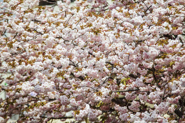 日本京都樱花季