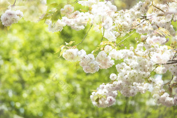 日本京都樱花季