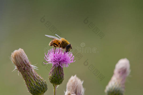 蜜蜂从无羽毛的蓟中吃花蜜