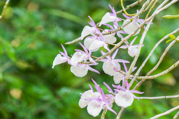 树状原花兰，热带花。