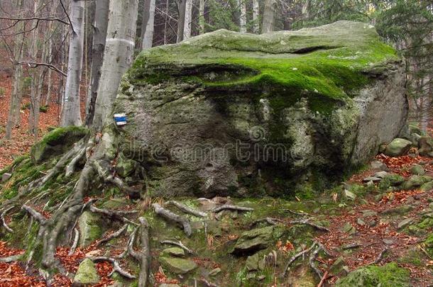 秋天山毛榉大的生物学盖