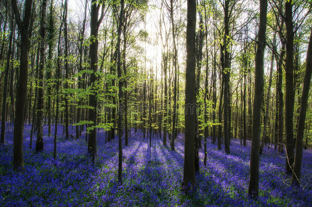 春天美丽的早晨，蓝铃森林，阳光透过树木