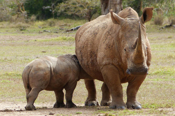 犀牛宝宝和它的母亲在非洲