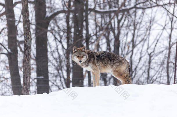 郊狼在冬天的场景中