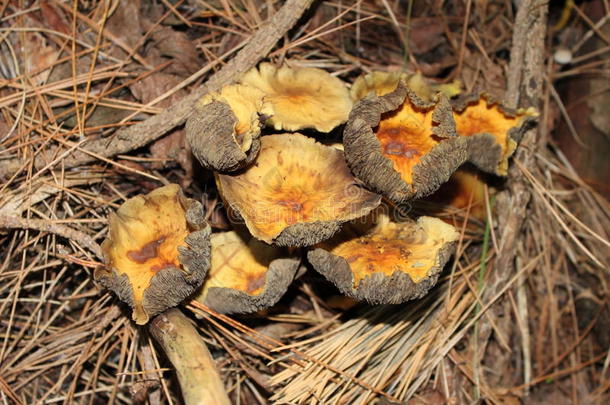银耳蘑菇