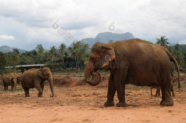 大象在丛林中行走在山上和树木的背景上