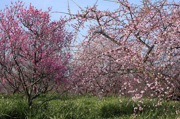 美丽的<strong>梅花盛开</strong>