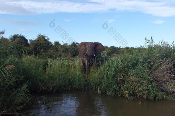 非洲大象在奥利芬特河野生动物园喝水