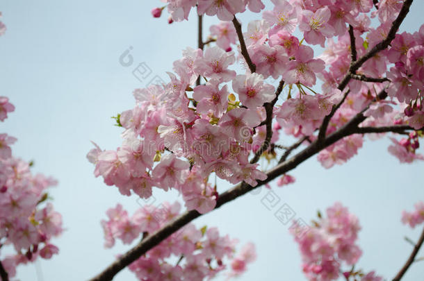 美丽的粉红色樱花（樱花）