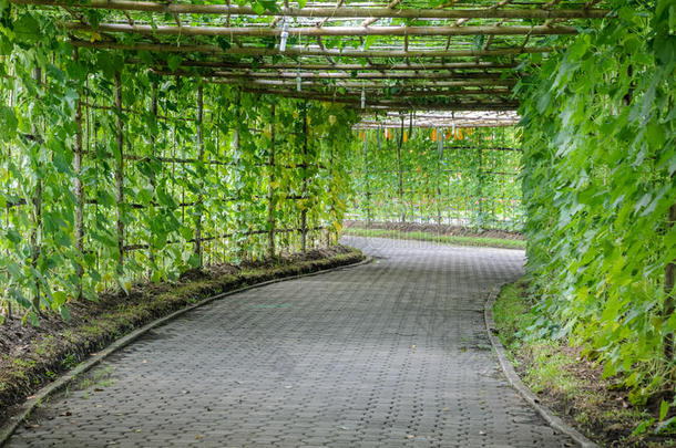 倾斜卢法植物绿色隧道