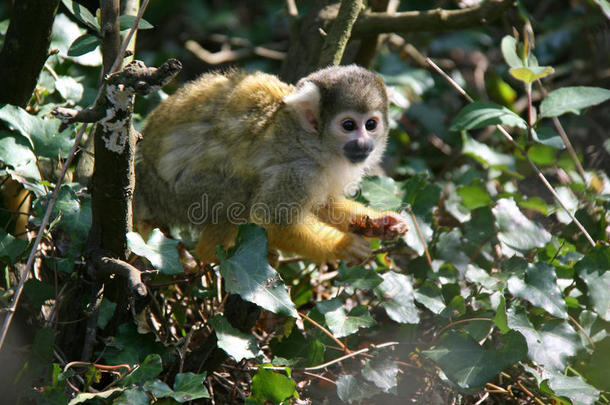 一只松鼠猴子住在法国的动物园里