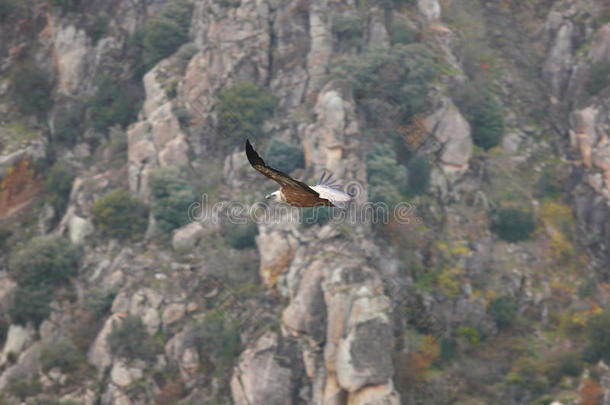 格里芬秃鹫飞过悬崖地区。 西班牙