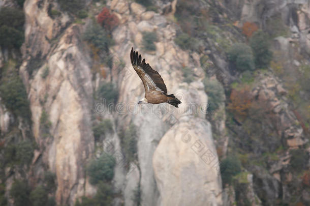 格里芬秃鹫飞过悬崖地区。 西班牙