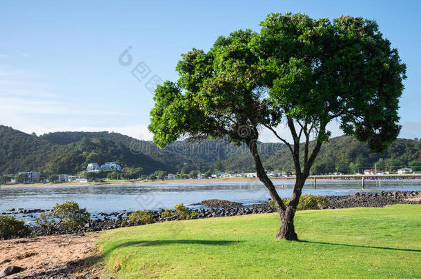 一棵孤独的树和从威坦哲海滩上看到帕伊希亚的景色