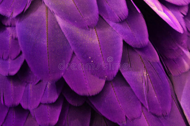 紫金刚鹦鹉羽毛