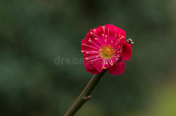 开花花儿中国人特写镜头<strong>早期</strong>的