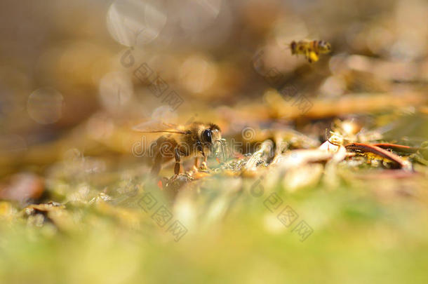 蜜蜂的特写照片