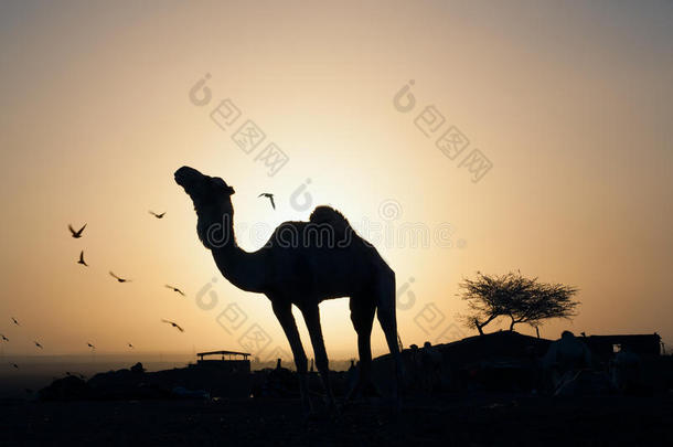 骆驼在<strong>沙漠里</strong>绕着鸟