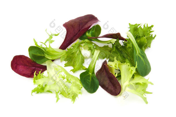 新鲜的绿色和紫色生菜，玉米沙拉叶