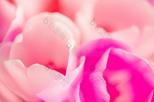 粉红色郁金香花瓣的美丽花朵背景
