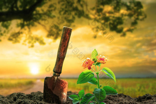 花卉、植物和园艺工具，抵御美丽的阳光