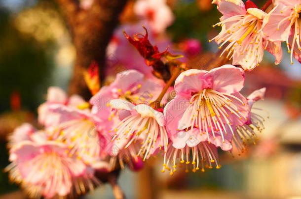 开花樱桃<strong>早期</strong>的花自然