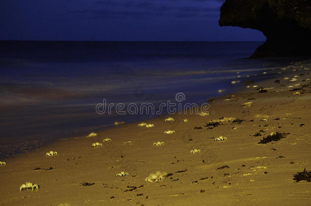 晚上沙滩上的螃蟹