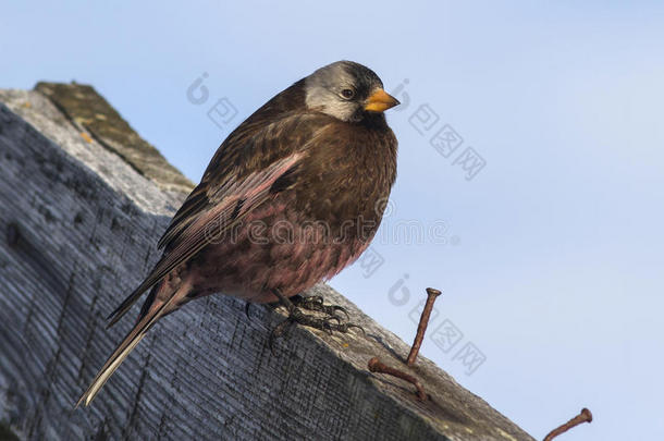 灰色的玫瑰色雀鸟坐在建筑的屋顶上