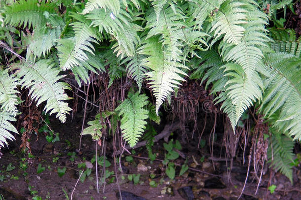 河边的蕨类植物