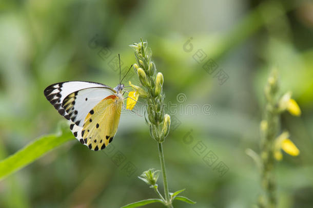 黄色花朵上有白色和黄色翅膀的蝴蝶