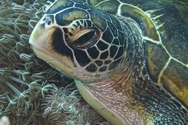巴厘岛外的绿色海龟，Panglao，Bohol，菲律宾