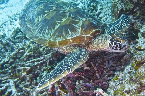 巴厘岛外的绿色海龟，Panglao，Bohol，菲律宾