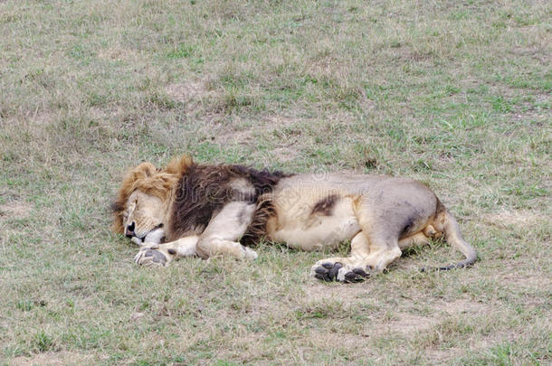 动物野兽克里米亚休眠的打瞌睡