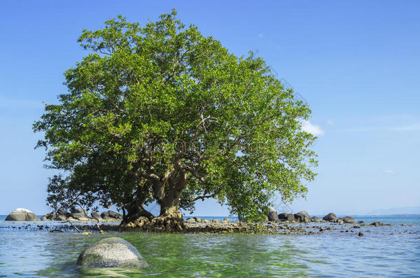 海滩每年落叶的<strong>退潮</strong>环境常绿的