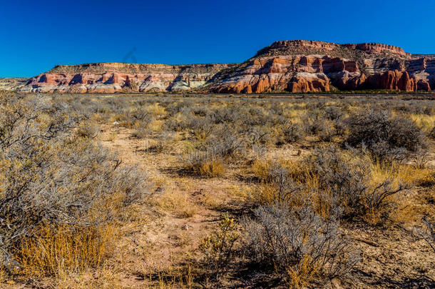 亚利桑那州蓝天和沙漠植物的沙漠景观。