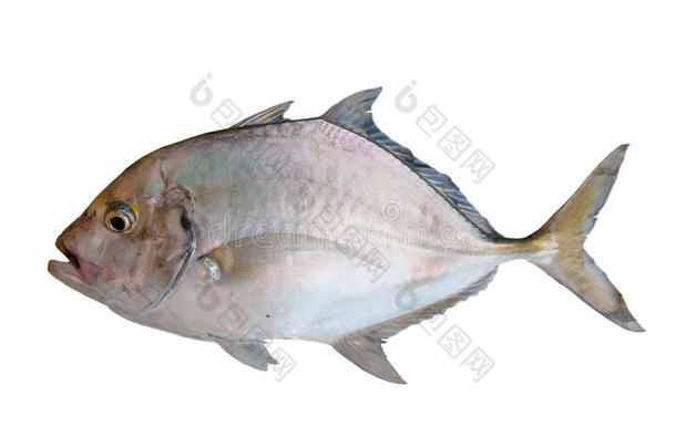 新鲜的鱼从大海的白色背景，健康的食物背景