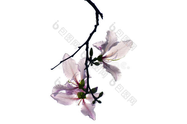 泰国紫荆花