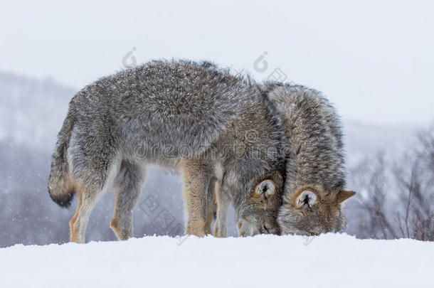 动物北极的拥抱狐狸哺乳动物