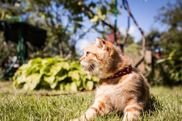 和动物靴子英国的猫