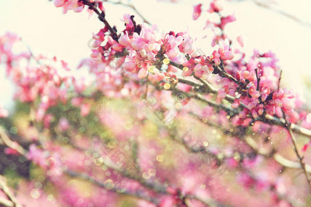 双曝光春季樱花树。 摘要背景。 梦幻般的概念与闪光覆盖