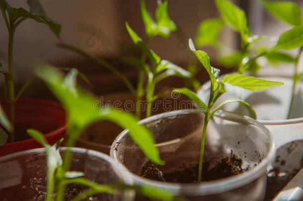 农业、播种、植物种子种植理念