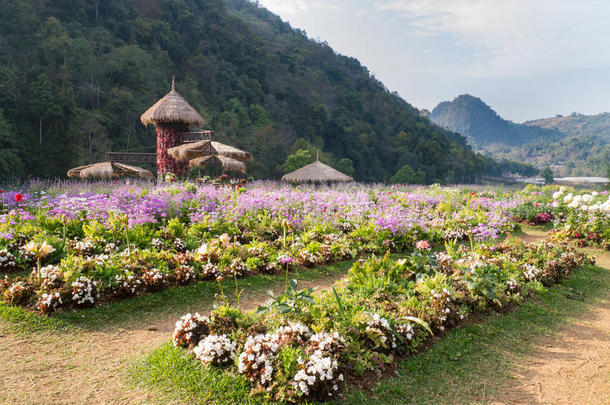 泰国茶麦市多安杭山花卉园