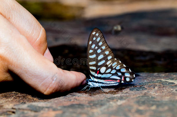 普通的杰伊蝴蝶和人类的手指