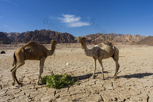 大哈布的骆驼