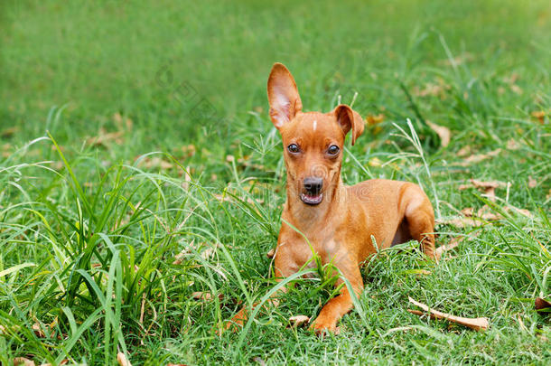 有趣的小狗微型别针和小狗在院子里的绿草地上玩耍