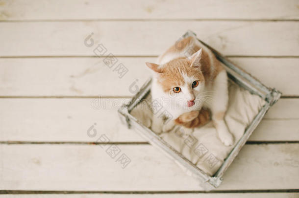 猫坐在白色木地板上的盒子里